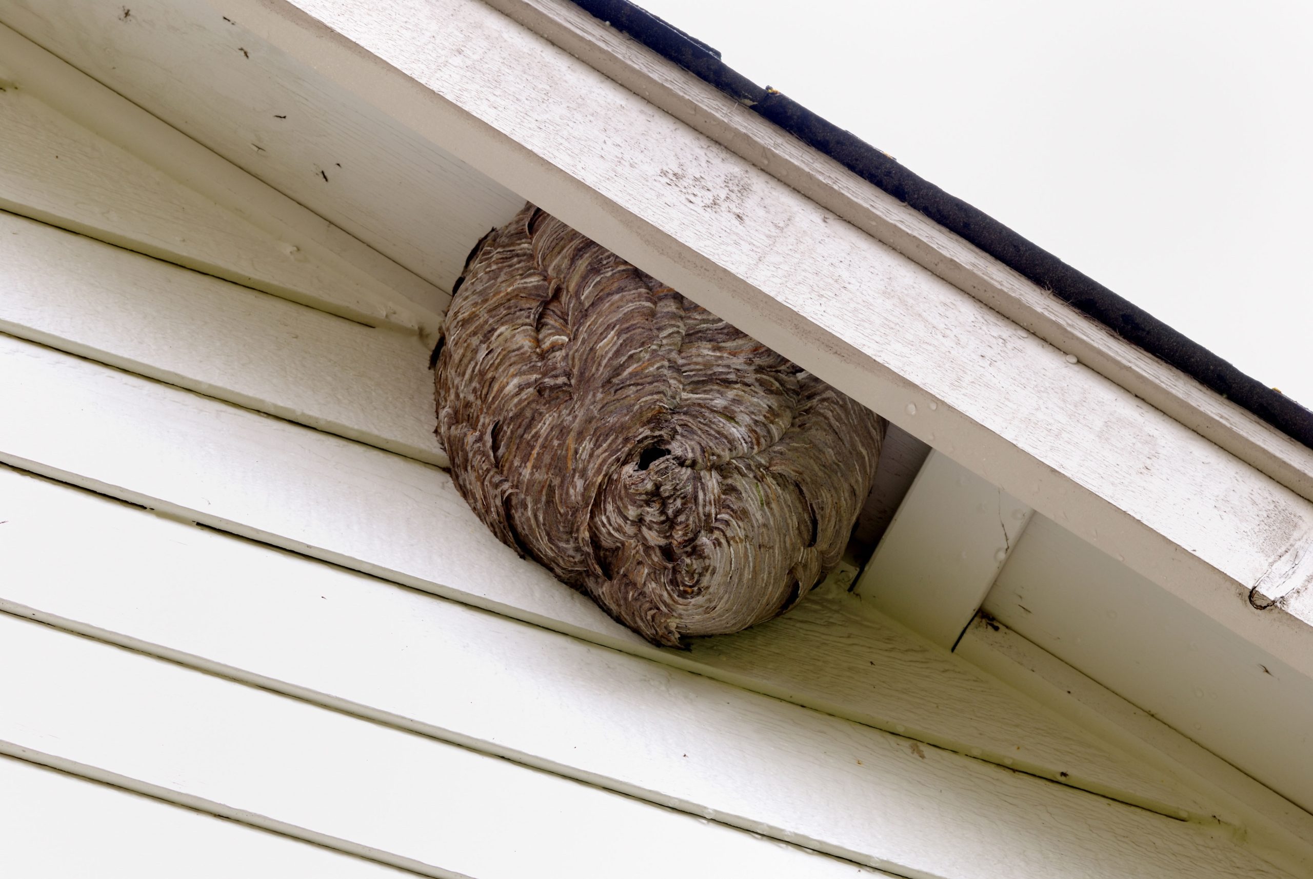 Fort Lauderdale Pest Control Bees Hornets